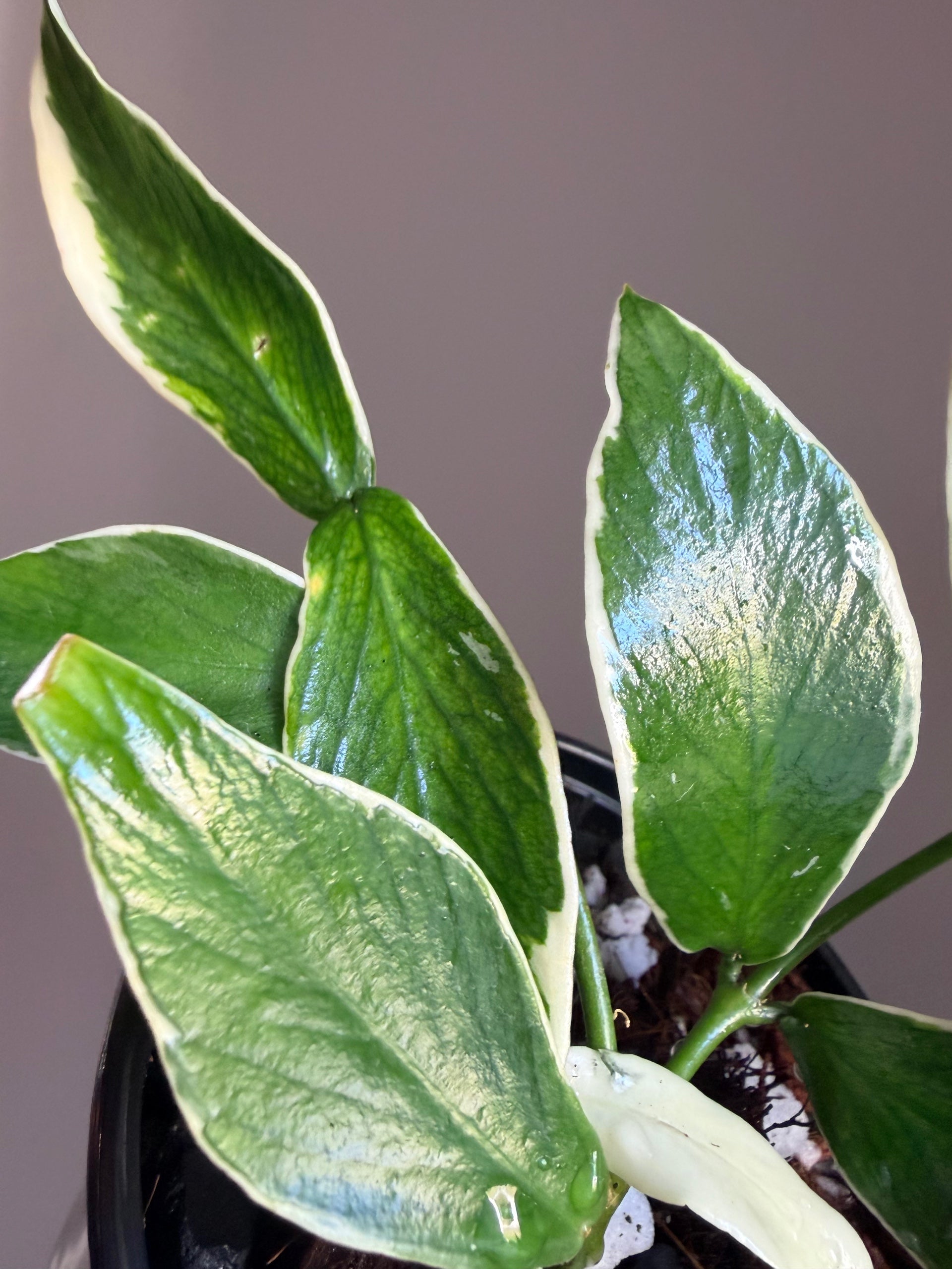 Hoya Polyneura Albomarginata Variegated Fishtail | Sprout and