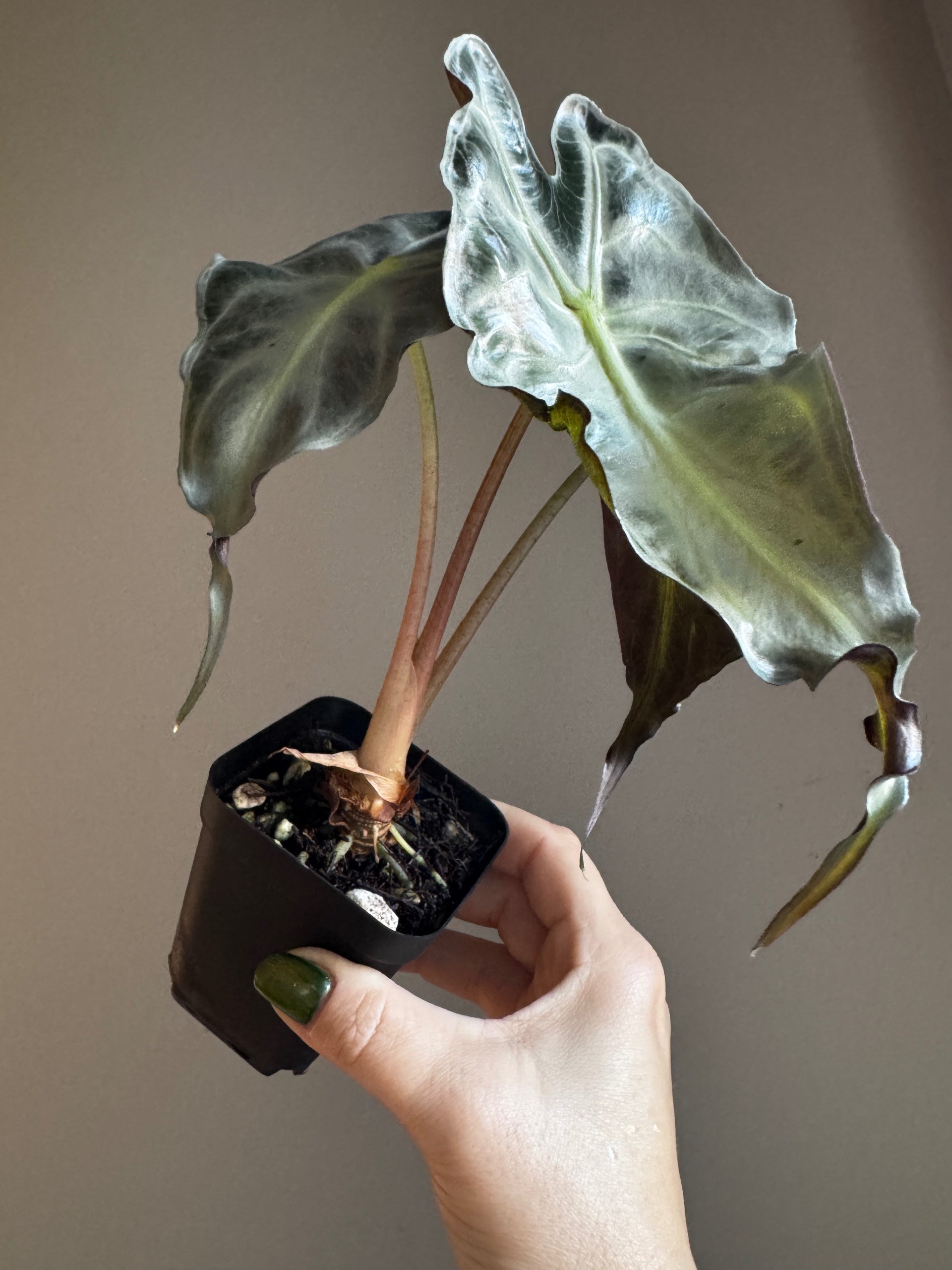 Alocasia Venom | Sprout and Sprig Plants