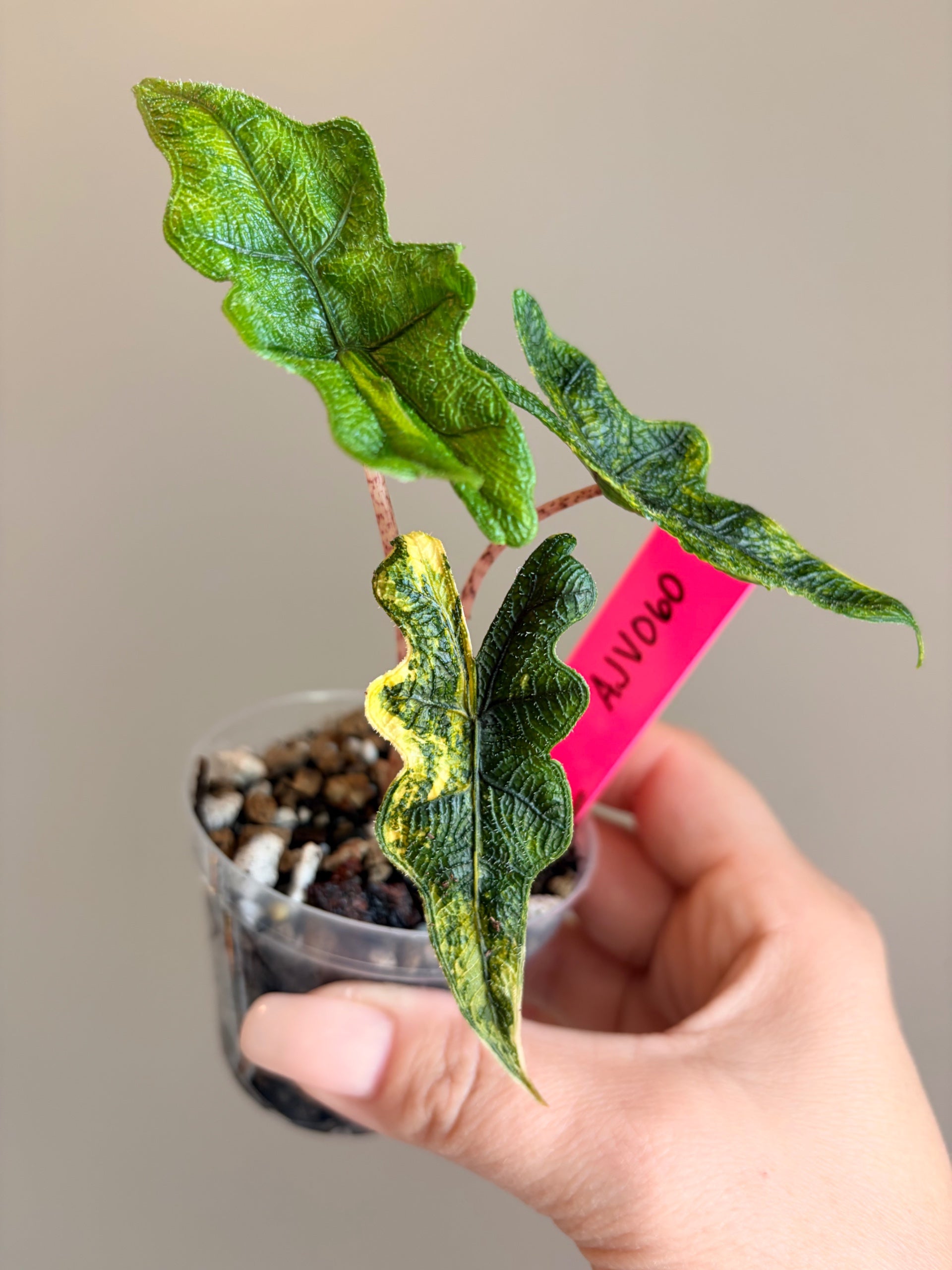 Alocasia Jacklyn Variegated | Sprout and Sprig Plants
