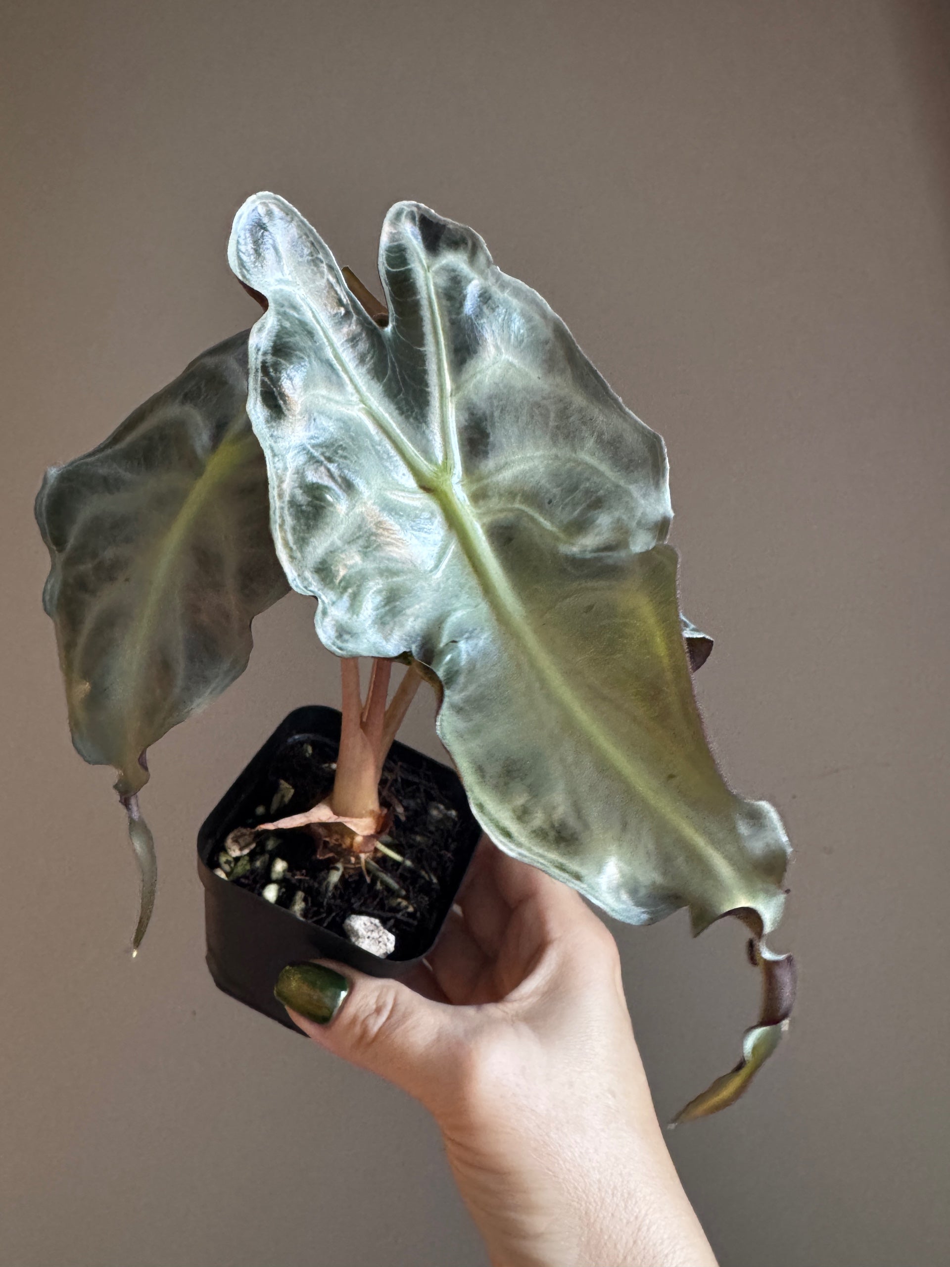 Alocasia Venom | Sprout and Sprig Plants