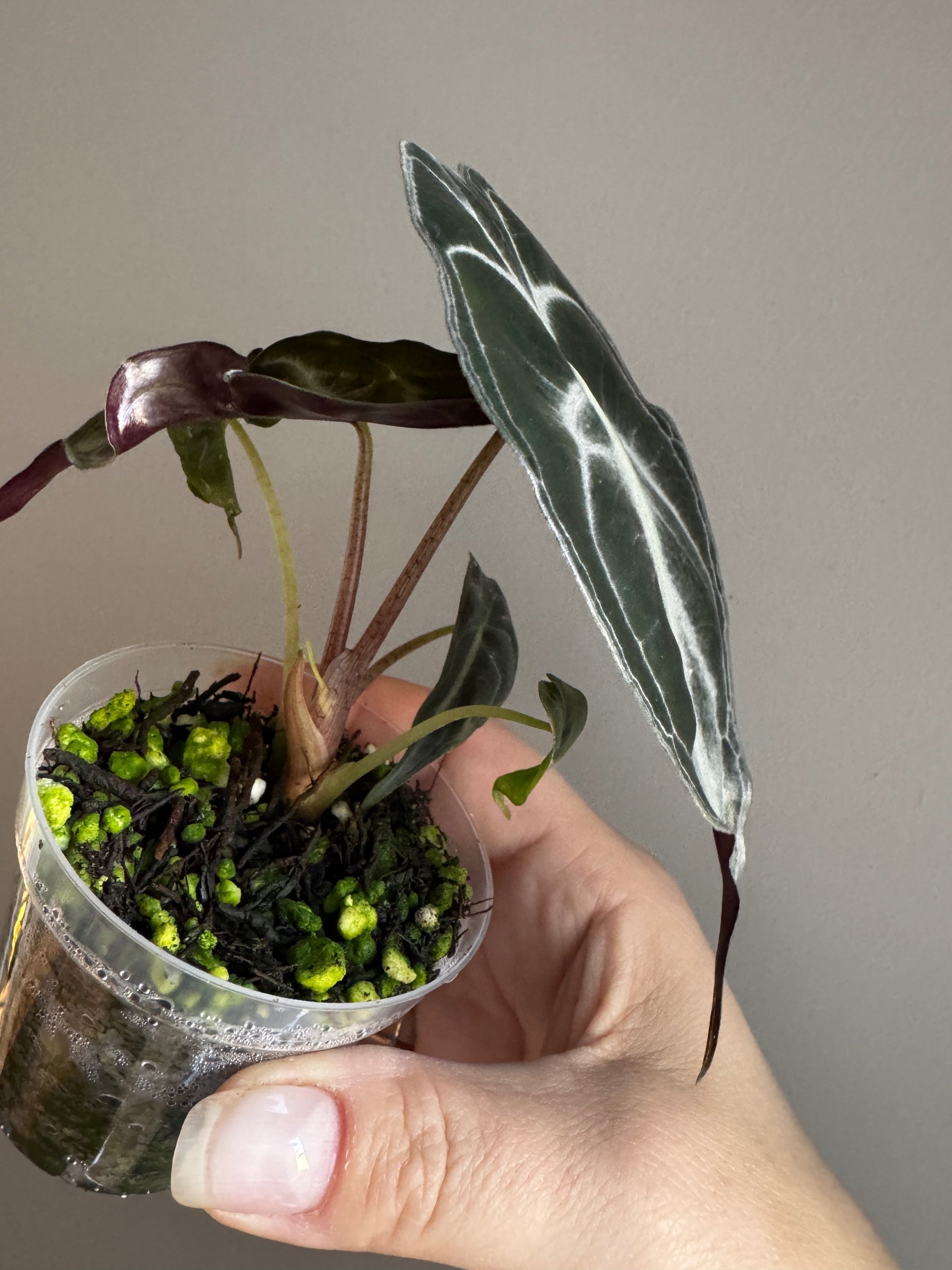 Alocasia Venom | Sprout and Sprig Plants