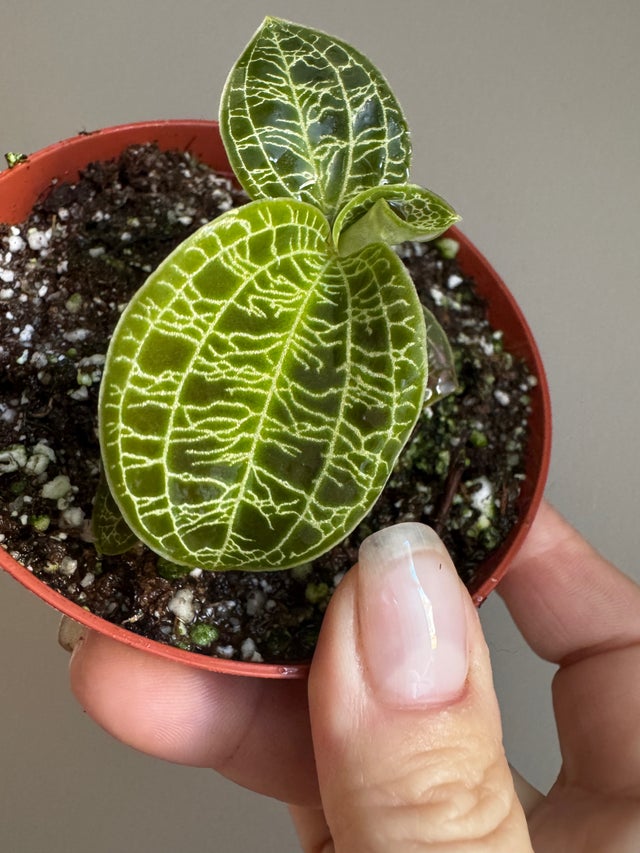 Rare Plants | Sprout and Sprig Plants