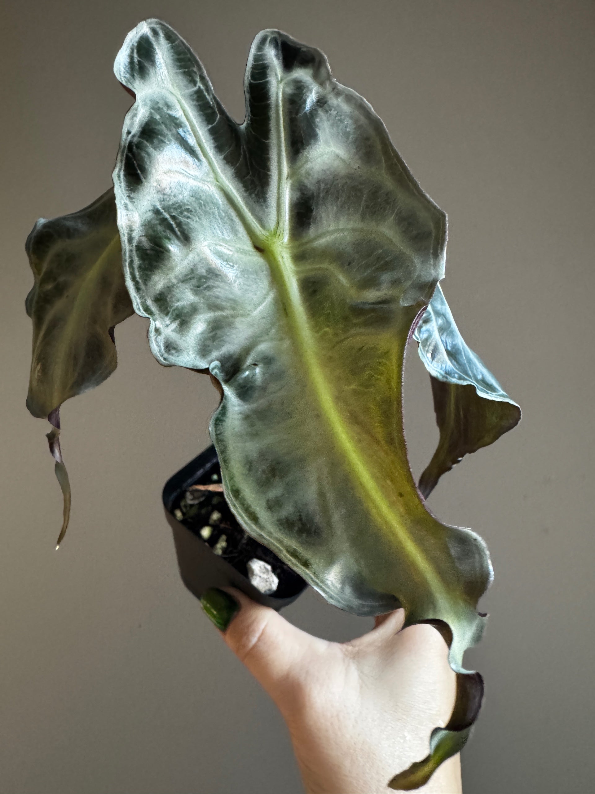 Alocasia Venom | Sprout and Sprig Plants