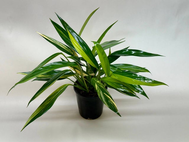 Pothos | Scindapsus | Sprout and Sprig Plants