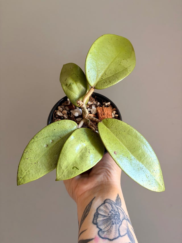 Hoyas | Sprout and Sprig Plants