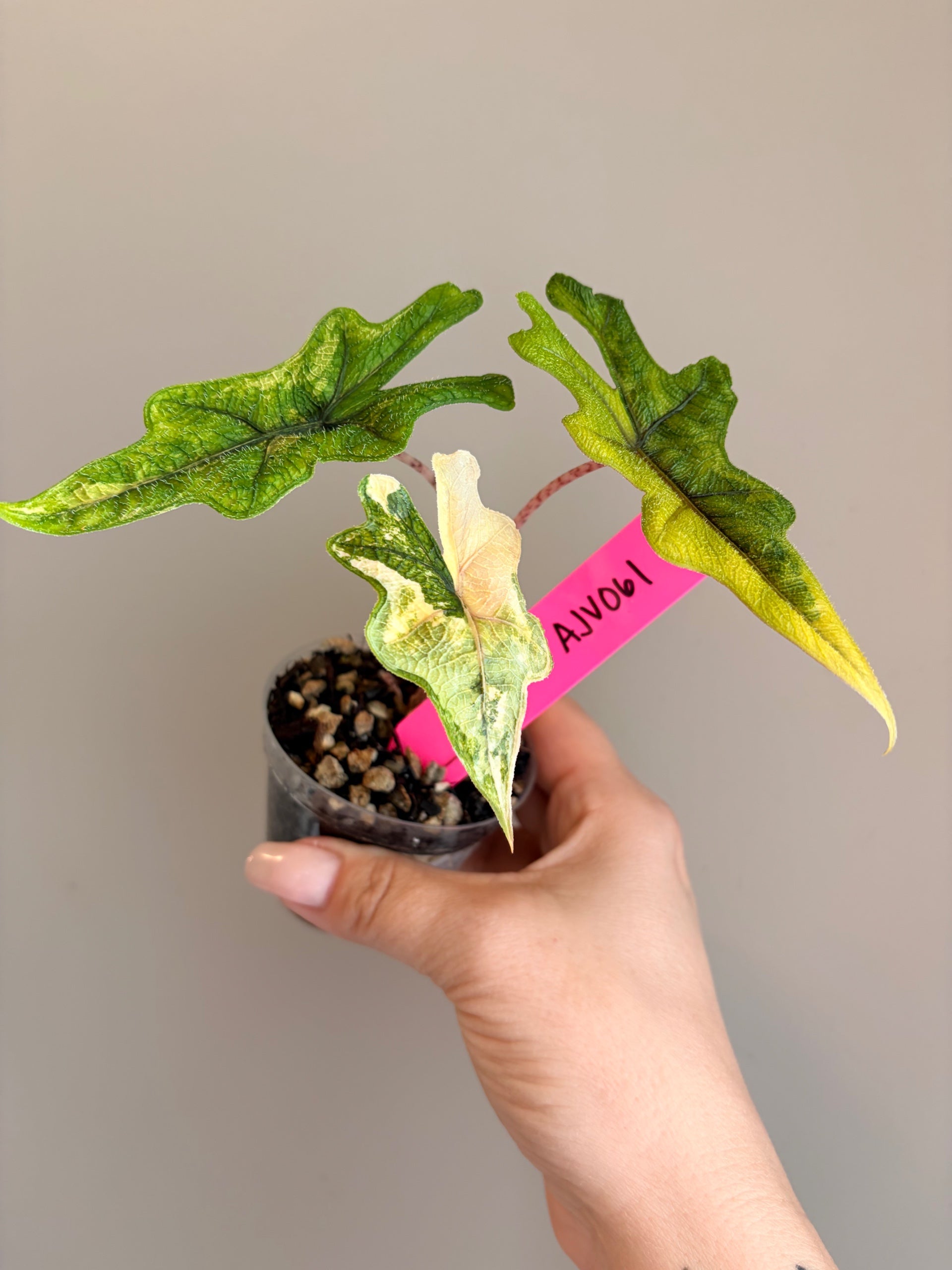 Alocasia Jacklyn Variegated | Sprout and Sprig Plants