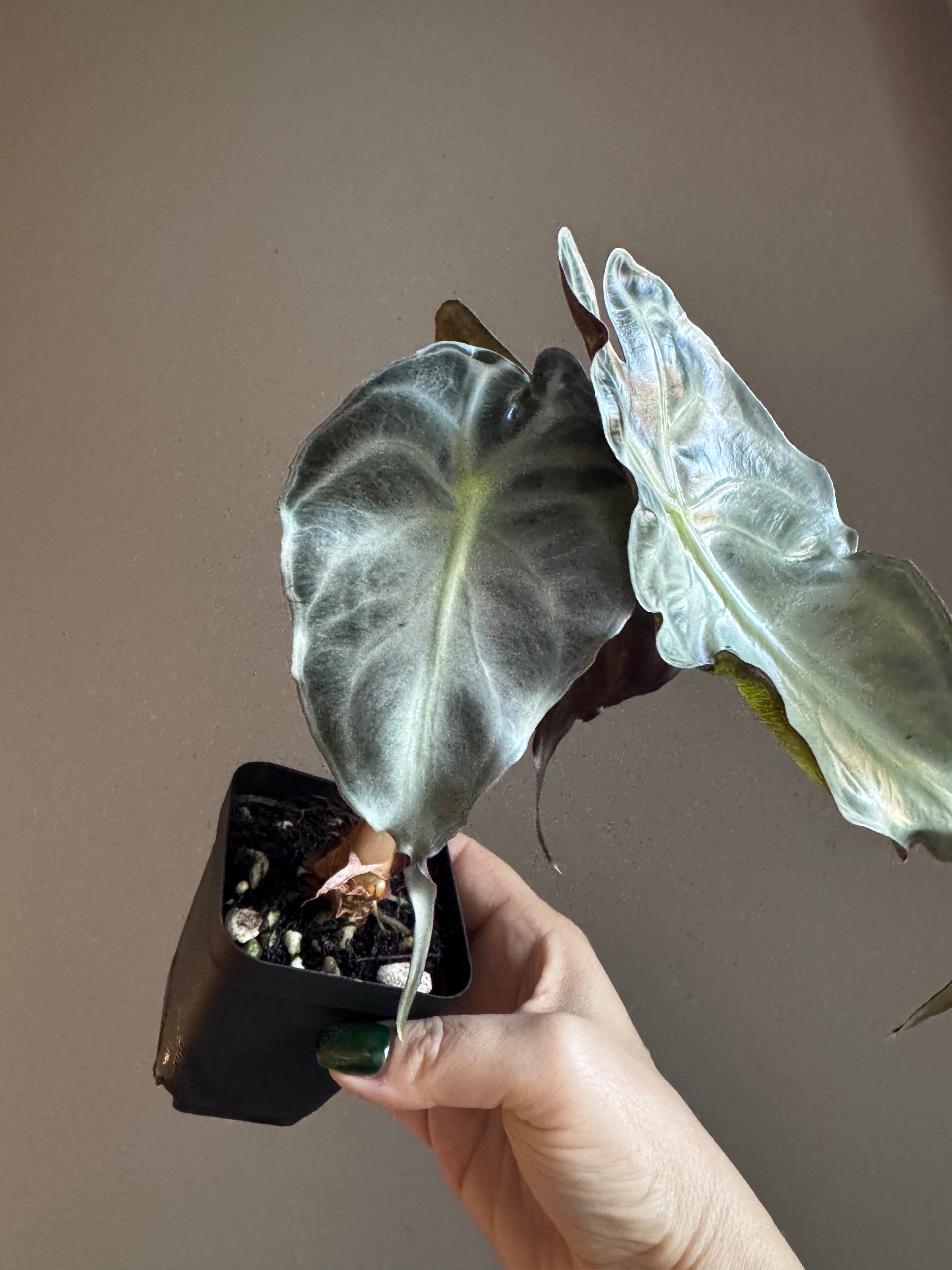 Alocasia Venom | Sprout and Sprig Plants