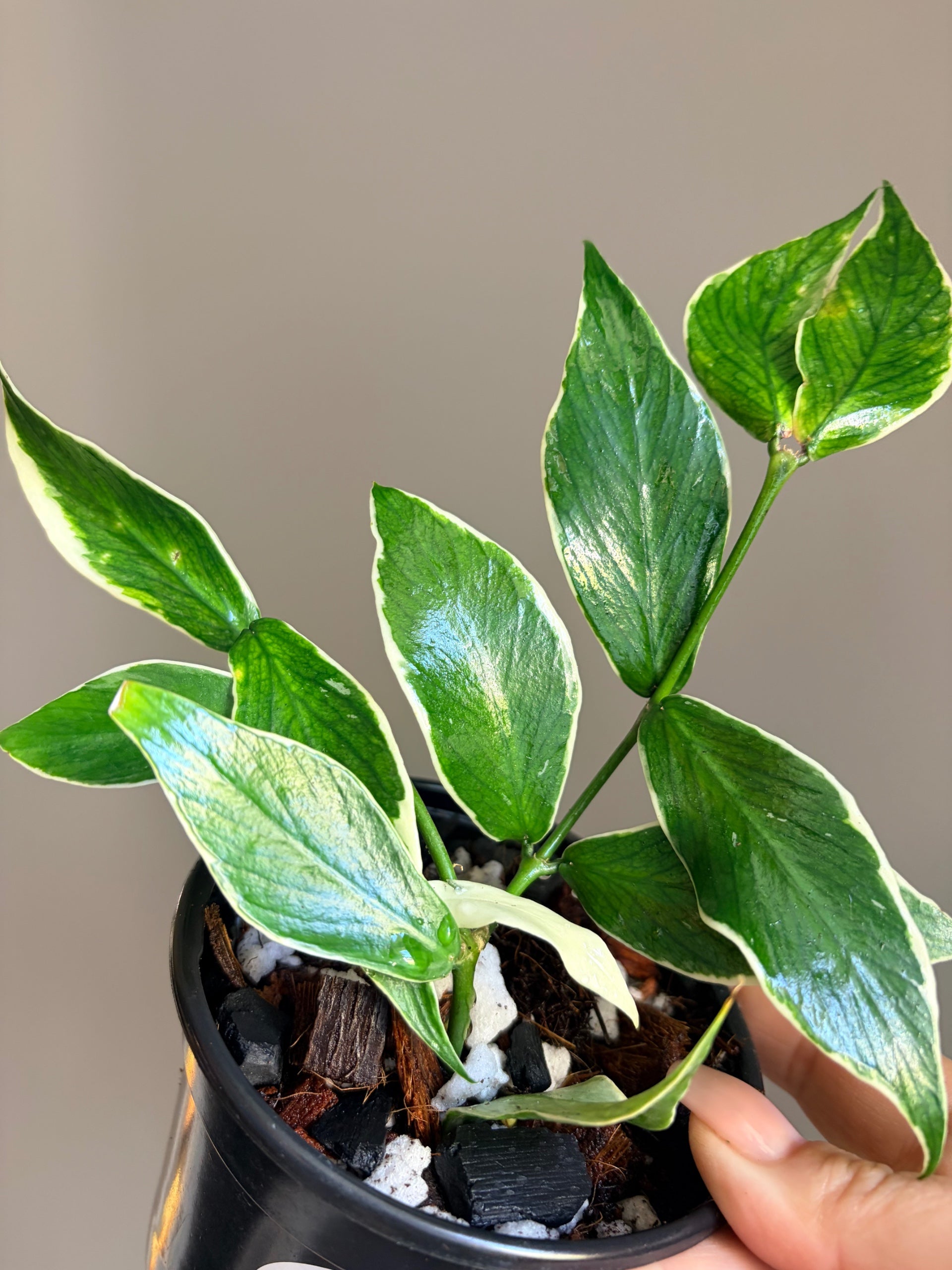 Hoya Polyneura Albomarginata Variegated Fishtail | Sprout and