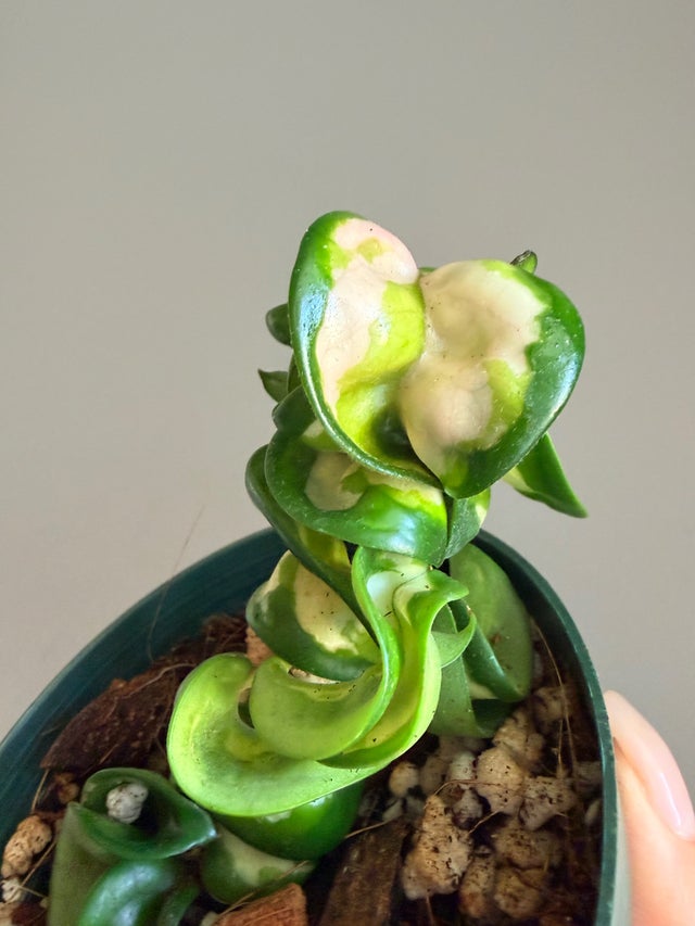 Hoyas | Sprout and Sprig Plants